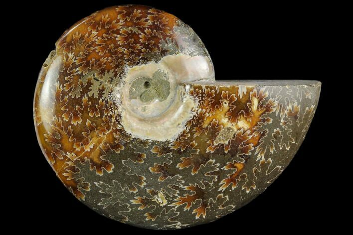 Polished, Agatized Ammonite (Cleoniceras) - Madagascar #119160